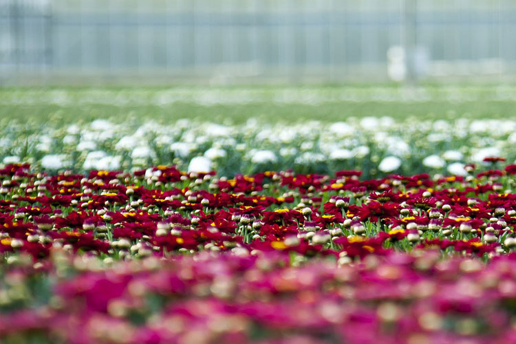 Gartenpflege