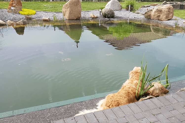 Schwimmteich